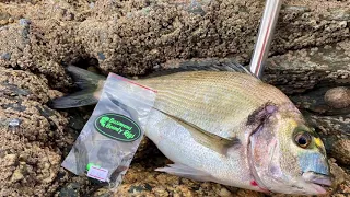 GILTHEAD BREAM SALCOMBE ESTUARY