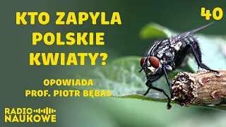 Życie na ostro wśród sielskich kwiatów. Wiosenny podcast o zapylaczach | prof. Piotr Bębas