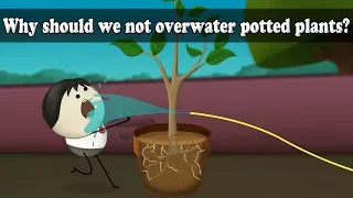 Why should we not overwater potted plants? | #aumsum #kids #science #education #children