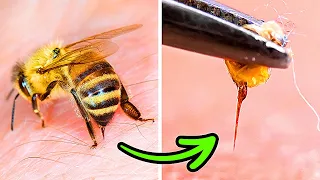 Dlaczego pszczoła ginie po użądleniu i inne ciekawostki o bzykających owadach