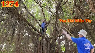 Vua Khỉ Miền Tây nhìn cây Sanh như lạc vào mê cung Cutting tree