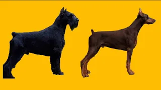 Why I chose a Giant Schnauzer over another Doberman.