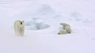 Polar Bear Moms & Cubs: Growing Up On the Ice