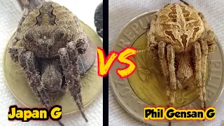 Philippine DERBY Spider VS Japan spider / spider fight.
