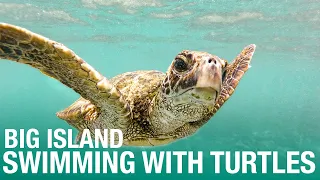 SWIMMING WITH TURTLES - The Big Island of Hawaii