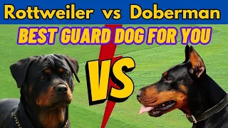 Rottweiler vs Doberman: Which German Guard Dog is Right for You? | Dog Vs Dog | TUC