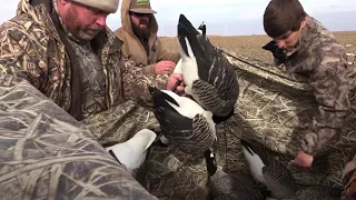 Oklahoma Corn field Canadas...and mallards