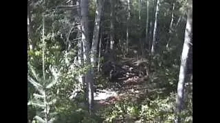 Bowhunting Big Canadian Black Bears  ARROW IMPACT