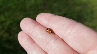 Marienkäfer macht sich startklar