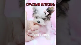 Красная Плесень - Тихо в лесу