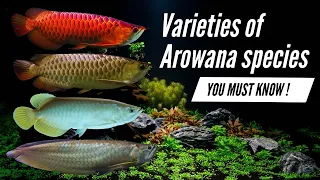 from the most UNIQUE to the MOST EXPENSIVE, these are the Arowana species YOU MUST KNOW!