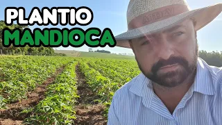 O QUE VOCÊ SABE SOBRE PLANTIO DE MANDIOCA ??