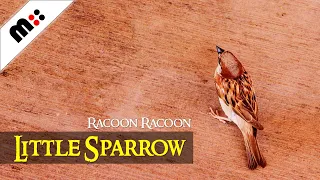 Little Sparrow by Racoon Racoon (Lyrics) | Singer-Songwriter | Independent Music | Alternative Music