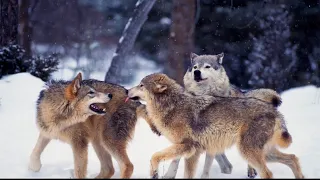 Crazy hunting moment of hungry Wolf 🐺