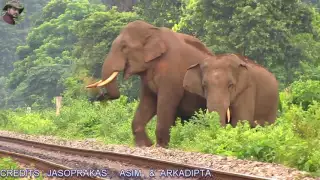 Full Story Of 4 #Tusker# #Elephants# Crossing Railway Track.