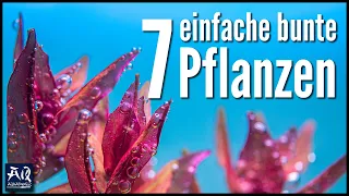 7 einfache bunte Pflanzen für dein Aquarium | AquaOwner