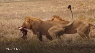 Born to be Free - Clip 4 - Lions with Grants Gazelle