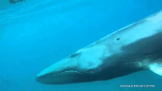 Omura Whale Caught on Camera