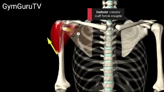 The Rotator Cuff Force Couple #fitness #gym #workout