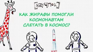 Как жирафы помогли космонавтам слетать в космос? — Научпок