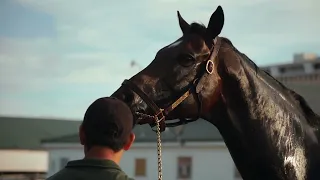 O'connor en la Pegasus World Cup -G1