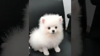 cute pomeranian puppy barking sounds funny short video