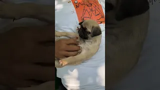 Sadhguru Playing with Pug | Candid with Sadhguru