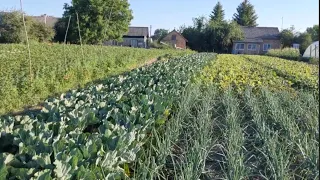 Як Вирощують Овочі на заході України 🇺🇦 Випробування гібридів овочів #4
