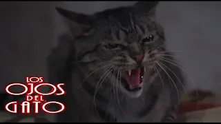 Los Ojos Del Gato: Gato Contra Troll Parte 1