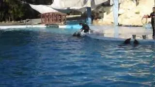 Дельфинарий, шоу Дельфинов в Шарм Эль Шейхе
