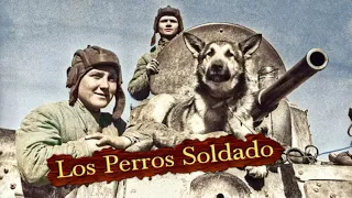 La Desconocida Historia de los Perros Antitanque utilizados en La Segunda Guerra Mundial 🐶