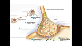 Физиология синапсов