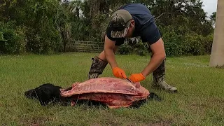 Processing a WILD HOG the GUTLESS METHOD. Then making sausage with it. (CLEAN & COOK)