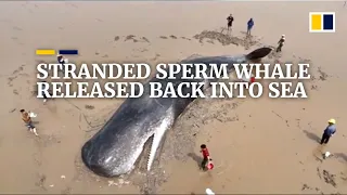 Stranded sperm whale released back into sea in China