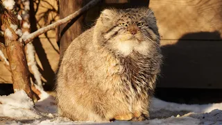 How Pallas's cat Zelenogorsk spends winter days