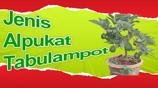 Jenis Alpukat yang Mudah Berbuah Lebat di Dalam Pot, Sebagai Alternatif Budidaya Alpukat Hemat Lahan