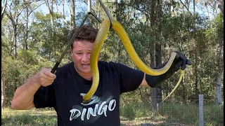 Worlds Two Deadliest Snakes In Australia!