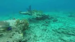 Bahamas Spearfishing World Record Cubera Snapper