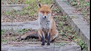 SLEEPY CUTE FOX CAUGHT ON CAMERA 🦊🦊💜💜💜