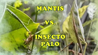 MANTIS VS. INSECTOS PALO - ABRIL MARA