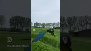 Parrot Flying Alongside Scooter Rider | Badem van der Macaw