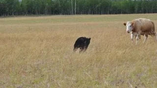 Прикольные картинки Коровы забили медведя