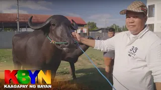 KBYN: Mga kalabaw sa Central Luzon, sumasabak sa karera tuwing pista | TeleRadyo