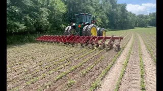 Row Cultivating 20" soybeans