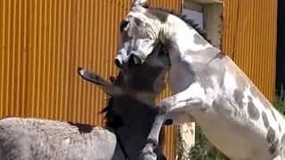 Wild Burros Spar in Oatman, Arizona