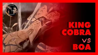 King cobra vs boa ( king cobra vs python ) 킹코브라 vs 보아뱀 ‼️snake video