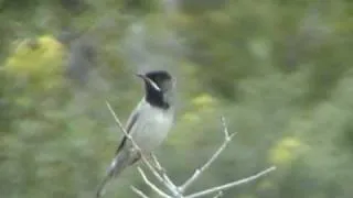 Rüppell's Warbler