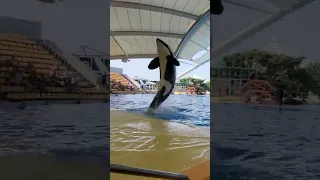 Orca show | Tenerife | Loro parque