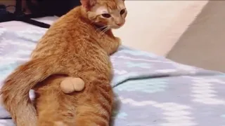 Funny animals - Funny cats / dogs - Funny animal videos 42