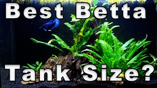 Best Betta Fish Tank Size? How to Figure it Out!